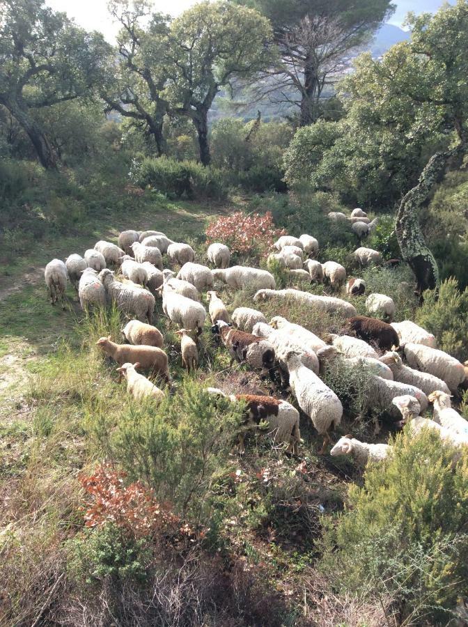 Le Mas Amore Bed & Breakfast Gassin Dış mekan fotoğraf